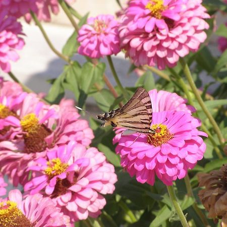 Dimitrakis Apartments Kassiopi Dış mekan fotoğraf